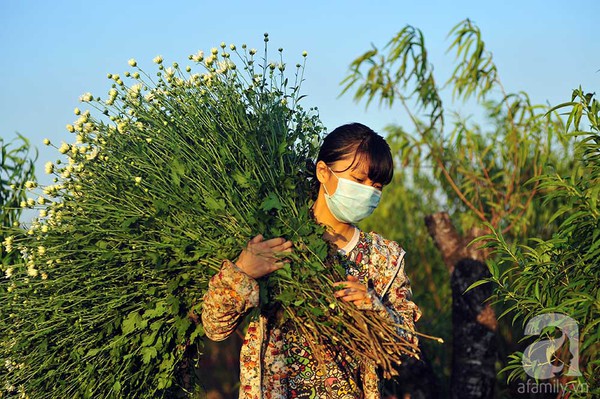 cuc-hoa-mi-diu-dang-xuong-pho